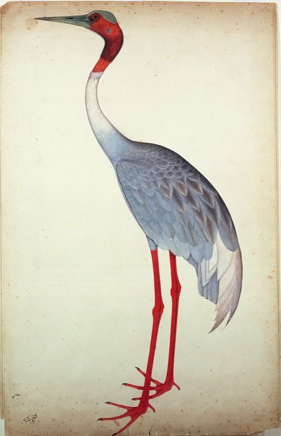 Sarus Kraanvogel, geschilderd voor Lady Impey in Calcutta door Shaikh Zain ud Din